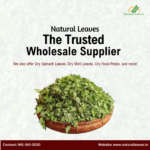 Natural Leaves Kasuri Methi Poster